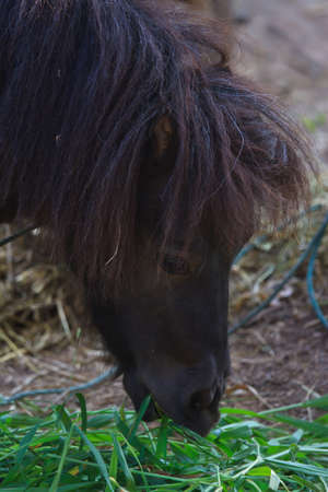 black donkey eating green grassの写真素材