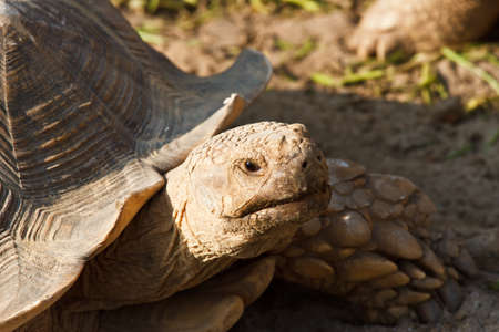 Sulcata Tortoise in mini zoo