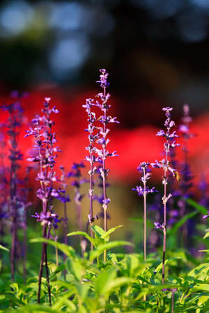 purple lavender flowers in the fieldの写真素材