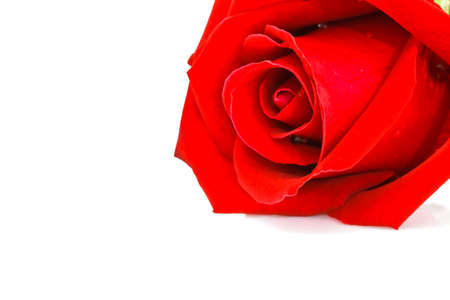 Red rose on white backgroundの写真素材