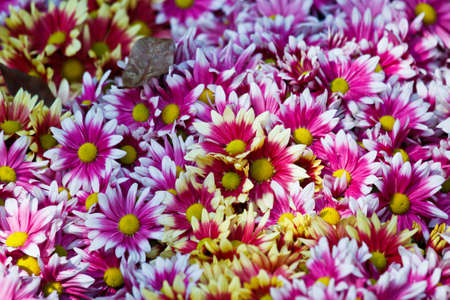 Beautiful pink floral backgroundの写真素材