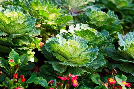 healthy green salad lettuce plantation  and grown in the gardenの写真素材