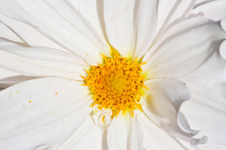 close up of white flowerの写真素材