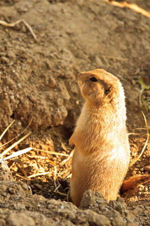Cute ground squirrel in mini zoo park