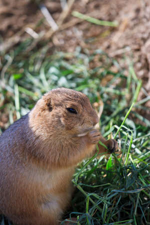 Cute ground squirrel in mini zoo parkの写真素材