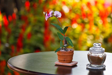 table with chair in the green gardenの写真素材