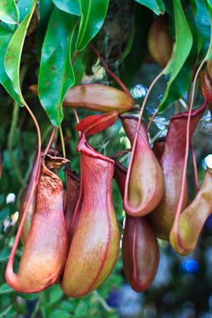 Beautiful orange-yellow floral backgroundの写真素材
