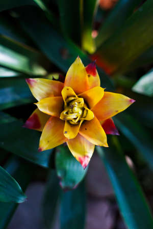 Beautiful orange-yellow floral background