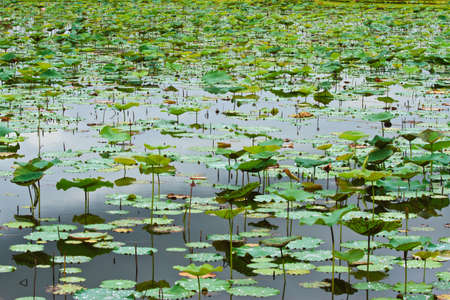 field of blooming lotus flower.の写真素材