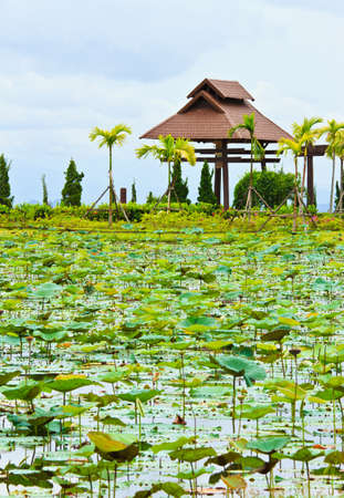 field of blooming lotus flower.の写真素材