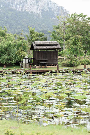 field of blooming lotus flower.の写真素材