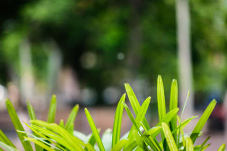 natural green background with selective focus