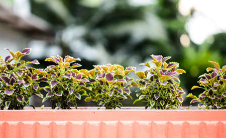 flower in fancy color pot