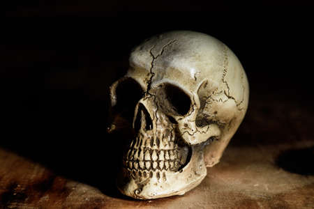 human skull still life backgroundの写真素材