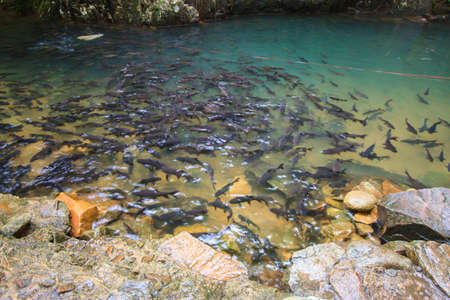 fish in the river at waterfall