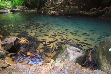 fish in the river at waterfallの写真素材