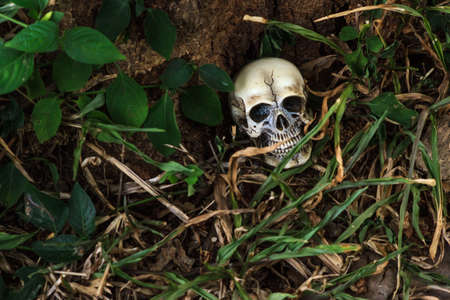 human skull in forest still lifeの写真素材
