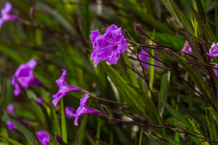 pink purple flowers in green garden outdoorの写真素材