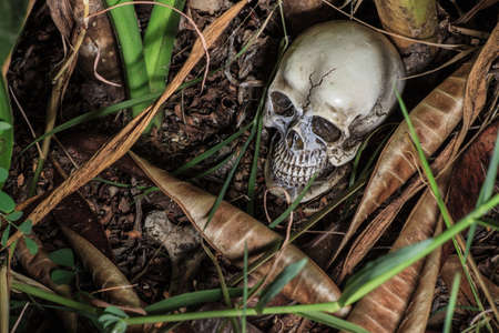 human skull in forest still lifeの写真素材
