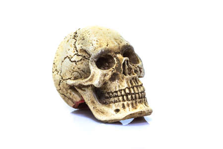 Human skull model isolated on white background