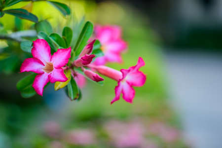 pink purple flowers in green garden outdoorの写真素材