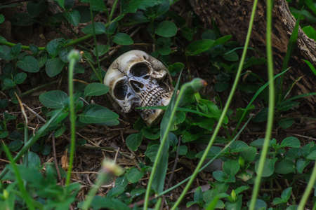 human skull in forest still lifeの写真素材