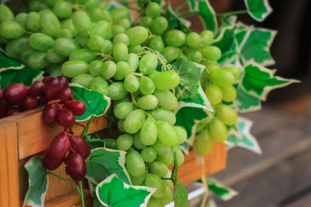 bunch of green grapes on the vine with green leaves backgroundの写真素材
