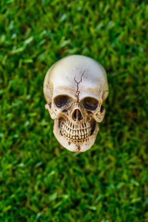 human skull on green grass backgroundの写真素材