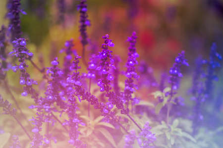 lavender flowers in green darden outdoorの写真素材