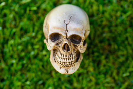 human skull on green grass backgroundの写真素材