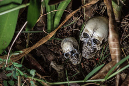 human skull in forest still lifeの写真素材