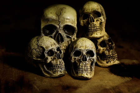 human skull still life backgroundの写真素材