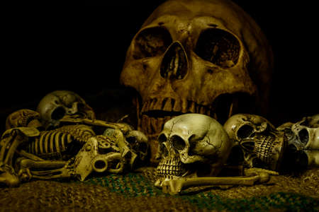 human skull still life backgroundの写真素材