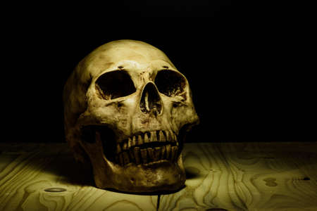 human skull still life background