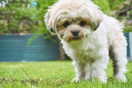 Cute looking maltese shih tzu dogの写真素材