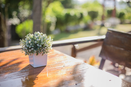 Small Potted Treeの写真素材