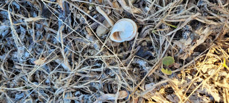 Close-up of a shell on the ground. The concept of environmental pollution.