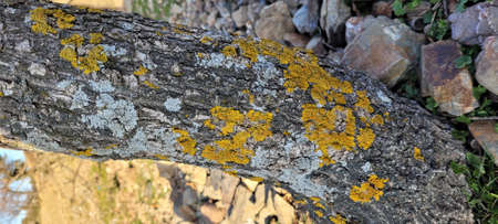Moss on tree trunk and natureの写真素材