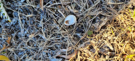A snail shell lies on the ground among dry grass and leaves.