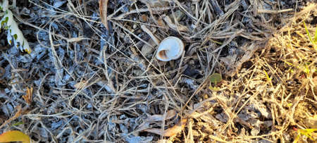 A closeup shot of a snail in the middle of dry grass