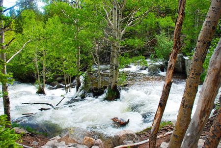Flood!  Swollen creek in the spring engulfs roots of treesの写真素材