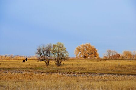 Open field with golden colors and tiny silhouettes of horsesの写真素材