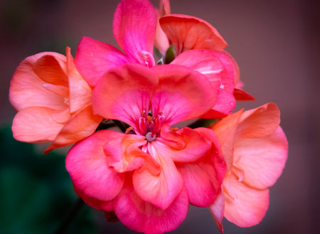 Geranium Pelargonium is a genus of flowering plants in the Rosaceae family.