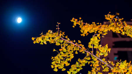 moon and leavesの写真素材