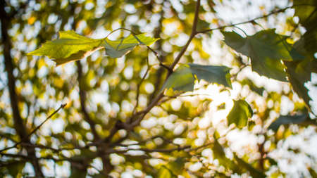 autumn leaves in Qingdaoの写真素材