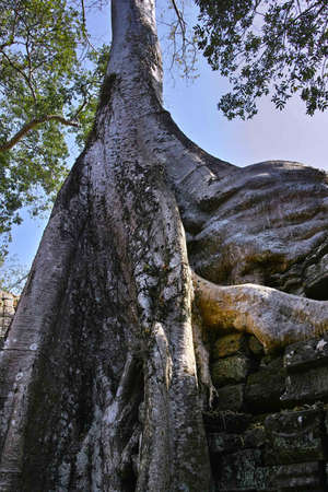 Angkor Watの写真素材
