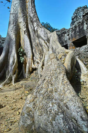 Angkor Watの写真素材