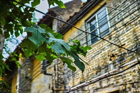 leaves and old streetのeditorial素材