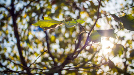 autumn leaves in Qingdaoの写真素材