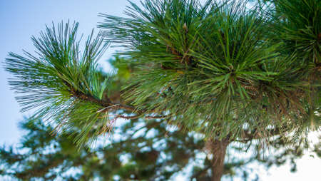 pine leavesの写真素材